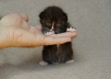 Kitten named Pong at 13 days old.