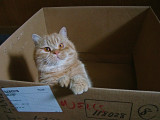 Mortie coming out of the box!