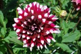 THIS BEAUTIFUL FLOWER WAS IN THE FLOWER GARDEN OF A BEACH HOUSE..