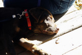 THIS DOG LOVED THE TRANQUIL ATMOSPHERE OF LUCKENBACH