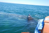 HERE IS BABY ON THE BACK OF HER MOM- MOM WAS OVER TWICE THE LENGTH OF THE BOAT