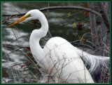 29 MAR 08 EGRET