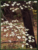 30 MAR 08 DOGWOOD