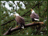 04 APR 08 EAGLE CHAT