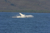 Humpback Whale Breach Sequence