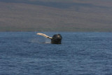 Humpback Whale Breach Sequence