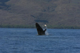 Humpback Whale Breach Sequence