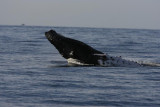 Humpback Whale Breach Sequence