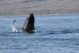 Humpback Whale