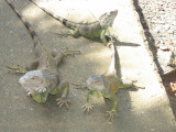 Iguana Farm - Roatan, Honduras