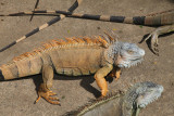 Iguana Farm - Roatan, Honduras