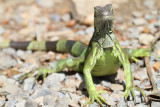 Iguana Farm - Roatan, Honduras