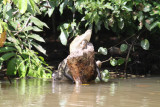 Crocodile in Belize