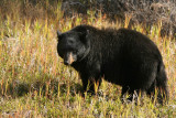 Black Bear in Kootenay National Park