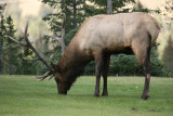 Bull Elk at the Fairmont Jasper Park Lodge
