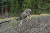 Mule Deer in Jasper National Park