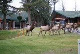Bull Elk & his harem at the Fairmont Jasper Park Lodge