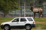 Bull Elk and tourist at the Fairmont Jasper Park Lodge