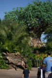 Animal Kingdom