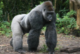 Gorilla (Animal Kingdom)