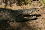 Backstage Safari Tour (Animal Kingdom)