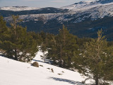 Nieve y rboles / Snow and trees