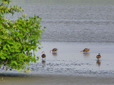 Ducks in Unare Lagoon / Patos en la Laguna de Unare
