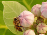 Bee / Abeja
