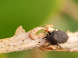 A very small bug / Un muy pequeño insecto