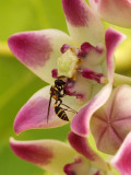 More flowers and bug / Mas flores con insectos