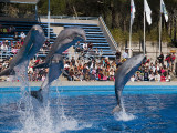 Show en el Zoo-Aquarium de Madrid