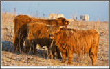 Highlands and Horses in the distance