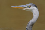 Grey Heron (Ardea cinerea)