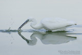 Little Egret (Egretta garzetta)
