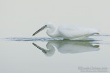 Little Egret (Egretta garzetta)