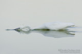 Little Egret (Egretta garzetta)
