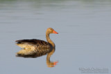 Greylag Goose (Anser anser)