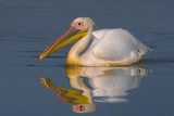 White Pelican (Pelecanus onocrotalus)