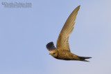 Pallid Swift (Apus pallidus brehmorum)