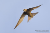 Pallid Swift (Apus pallidus brehmorum)