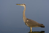 Grey Heron (Ardea cinerea)