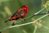 Red Avadavat (Amandava amandava)