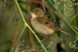 Eurasian Reed Warbler (Acrocephalus scirpaceus)