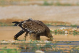 Eastern Imperial Eagle (Aquila heliaca)