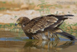 Eastern Imperial Eagle (Aquila heliaca)