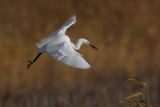 Little Egret (Egretta garzetta)