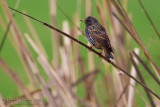 Common Starling (Sturnus vulgaris)