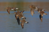 Ruff (Philomachus pugnax)