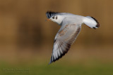 Common Black-headed Gull (Chroicocephalus ridibundus)