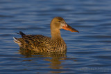 Northern Shoveler (Anas clypeata)